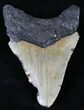 Bargain Megalodon Tooth - North Carolina #21704-2